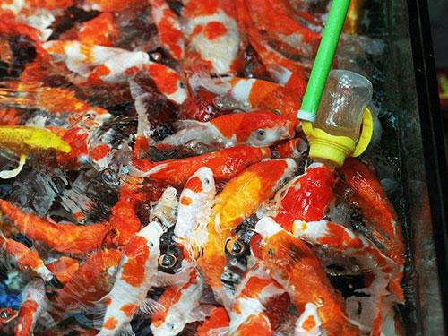 亲亲鱼疗养生馆